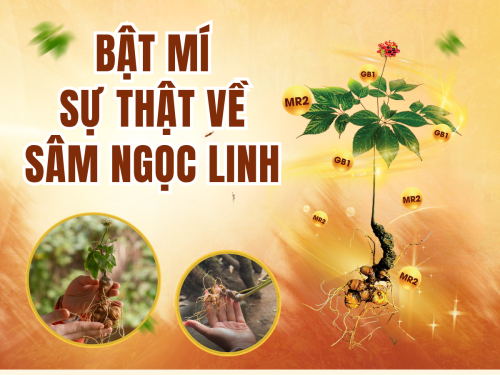 Sự thật về sâm Ngọc Linh: Có bao nhiêu người đang bị “lừa” mà không biết?